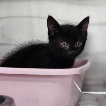 Domestic Short Hair Cats Available for Adoption in Auburn, Alabama - Asteria | PetCurious