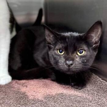 Sable -  Domestic Short Hair Cat for Adoption in New Fairfield, Connecticut - Sable | PetCurious