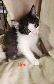 Dee -  Domestic Short Hair Cat for Adoption in Sheboygan, Wisconsin - Dee | PetCurious