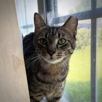 Jalapeno -  American Shorthair and Domestic Short Hair Cat for Adoption in Milton, Florida - Jalapeno | PetCurious