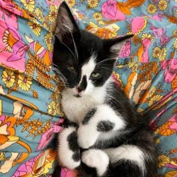 White Chocolate Raspberry Macadamia Nut (Mac) -  Domestic Short Hair Cat for Adoption in Rochester, Minnesota - White Chocolate Raspberry Macadamia Nut (Mac) | PetCurious