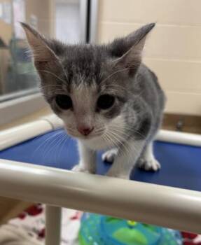 Diego -  Domestic Short Hair Cat for Adoption in Gainesville, Florida - Diego | PetCurious