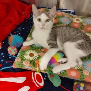 Rescue Tabby Cats for Adoption in York, South Carolina - Jessie | PetCurious
