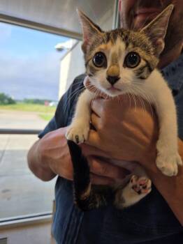 Mable -  Domestic Short Hair Cat Available for Adoption in Bossier City, Louisiana - Mable | PetCurious