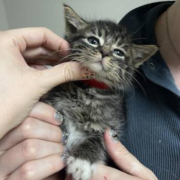 Jetset -  Domestic Short Hair Cat for Adoption in Bloomington, Illinois - Jetset | PetCurious