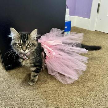 Domestic Long Hair Cats Available for Adoption in Eagle Mountain, Utah - Maya Argo | PetCurious