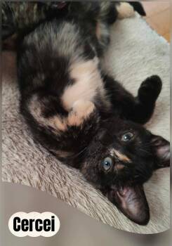 Cercei -  Domestic Short Hair Cat for Adoption in Beloeil, Quebec - Cercei | PetCurious