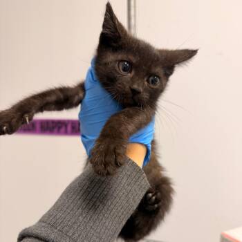 Burt -  Domestic Short Hair Cat for Adoption in West Palm Beach, Florida - Burt | PetCurious