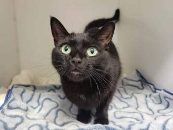 Domestic Short Hair Cats Available for Adoption in Delson, Quebec - Kiwi | PetCurious