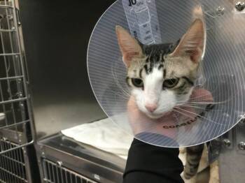 A1932956 -  Domestic Short Hair Cat for Adoption in Thousand Palms, California - A1932956 | PetCurious