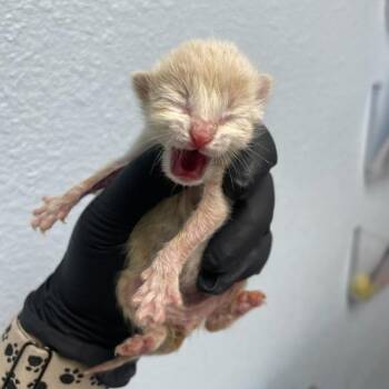 Shawna -  Domestic Short Hair Cat for Adoption in Riverside, California - Shawna | PetCurious