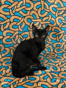 Binx -  Domestic Short Hair Cat for Adoption in Newberg, Oregon - Binx | PetCurious