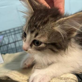 Domestic Short Hair Cats Available for Adoption in Gordonsville, Tennessee - Sydney | PetCurious
