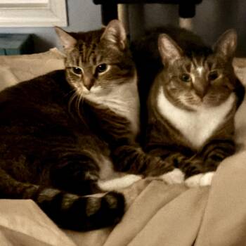 American Shorthair Cats Available for Adoption in Charlotte, North Carolina - Skipper And Sammy | PetCurious