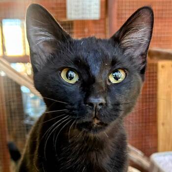 Rescue Domestic Short Hair Cats for Adoption in Boerne, Texas - Trick | PetCurious