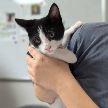 Dutch -  Domestic Short Hair Cat for Adoption in Canton, Illinois - Dutch | PetCurious