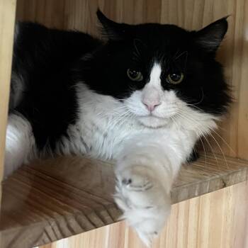 Domestic Medium Hair Cats Available for Adoption in Yucca Valley, California - Fig | PetCurious