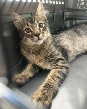 Domestic Long Hair and Domestic Short Hair Cats Available for Adoption in Fort Worth, Texas - Enzo | PetCurious
