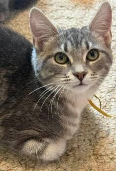 Quartz -  Domestic Short Hair Cat for Adoption in Kettering, Ohio - Quartz | PetCurious