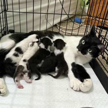 Rescue Domestic Short Hair Cats for Adoption in Williston, Florida - Madame Morrible | PetCurious