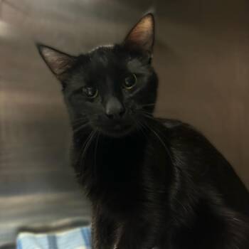 Domestic Short Hair Cats Available for Adoption in Davenport, Iowa - Coffee Pot | PetCurious