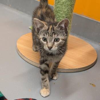 Rescue Domestic Short Hair Cats for Adoption in Cape Girardeau, Missouri - Sacramento | PetCurious