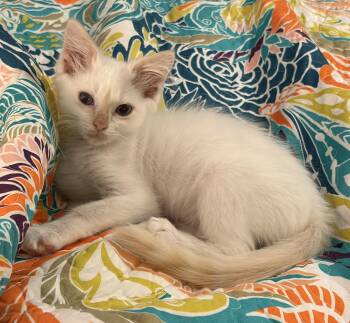 Ice -  Domestic Medium Hair Cat for Adoption in Rehoboth, Massachusetts - Ice | PetCurious