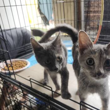 Rescue Domestic Short Hair Cats for Adoption in Lakewood, California - Itsy And Bitsy | PetCurious