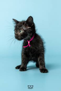 Fava -  Domestic Medium Hair Cat for Adoption in Hoffman Estates, Illinois - Fava | PetCurious