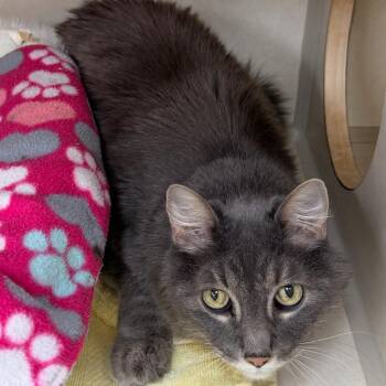 Boots -  Domestic Short Hair Cat for Adoption in Colorado Springs, Colorado - Boots | PetCurious