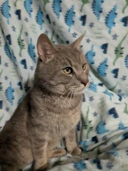 Rescue Domestic Short Hair Cats for Adoption in Saint Paul, Minnesota - Rambo | PetCurious