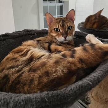 Bengal Cats Available for Adoption - Mowgli | PetCurious