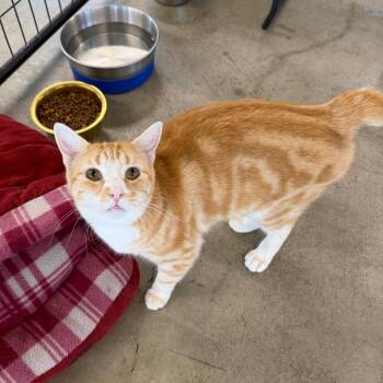 Winnie Wobbles -  Domestic Short Hair Cat for Adoption in Spanish Fork, Utah - Winnie Wobbles | PetCurious