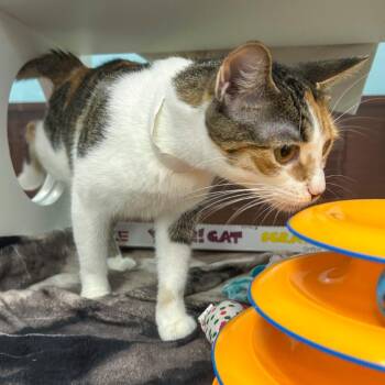 Nicole -  Domestic Short Hair Cat for Adoption in West Palm Beach, Florida - Nicole | PetCurious