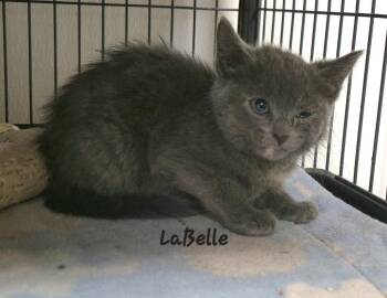 LaBelle -  Domestic Short Hair Cat for Adoption in Cedar Rapids, Iowa - LaBelle | PetCurious