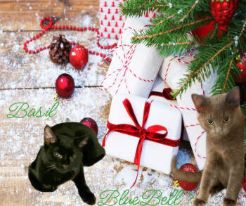 Rescue Russian Blue and Domestic Short Hair Cats for Adoption in Culpeper, Virginia - BlueBell *older Kitten* | PetCurious