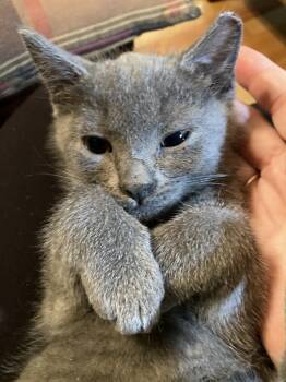 Nadia -  Domestic Short Hair Cat for Adoption in Charlotte, North Carolina - Nadia | PetCurious