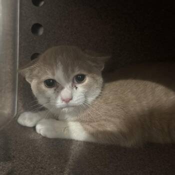 AHNJ-Stray-122842 -  Domestic Short Hair Cat for Adoption in Newark, New Jersey - AHNJ-Stray-122842 | PetCurious