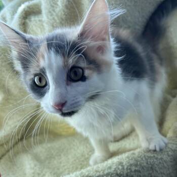Bee -  Domestic Medium Hair Cat for Adoption in Matteson, Illinois - Bee | PetCurious