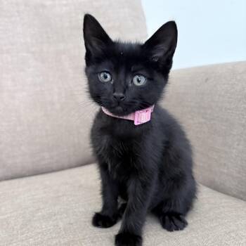 Flower Maiden -  Domestic Short Hair Cat for Adoption in Fredericksburg, Virginia - Flower Maiden | PetCurious