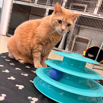 Nala -  Domestic Short Hair Cat for Adoption in Marshall, Virginia - Nala | PetCurious