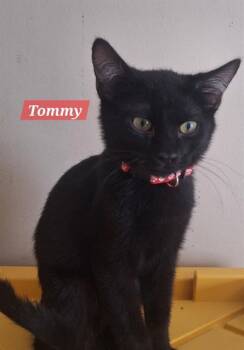 Domestic Short Hair Cats Available for Adoption in West Valley City, Utah - TOMMY | PetCurious