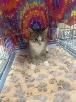 Domestic Short Hair Cats Available for Adoption - Pepe | PetCurious