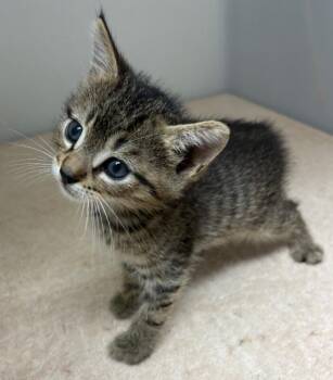 Hope -  Domestic Short Hair Cat Available for Adoption in Park Row, Texas - Hope | PetCurious
