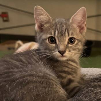 Salvia -  Domestic Short Hair Cat for Adoption in Belfair, Washington - Salvia | PetCurious