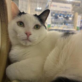 Linny -  Domestic Short Hair Cat for Adoption in Hopewell, Virginia - Linny | PetCurious