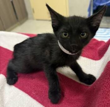 Messi -  Domestic Short Hair Cat for Adoption in Honolulu, Hawaii - Messi | PetCurious
