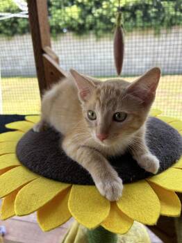 Giles -  Tabby Cat for Adoption in Huntington Beach, California - Giles | PetCurious
