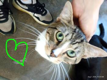 Chirp -  Domestic Short Hair Cat for Adoption in Saint James, Minnesota - Chirp | PetCurious