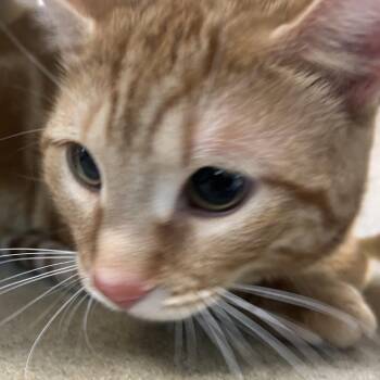 Simon -  Domestic Short Hair Cat for Adoption in Philadelphia, Pennsylvania - Simon | PetCurious